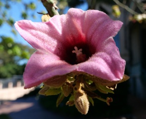 P1010065a.jpg